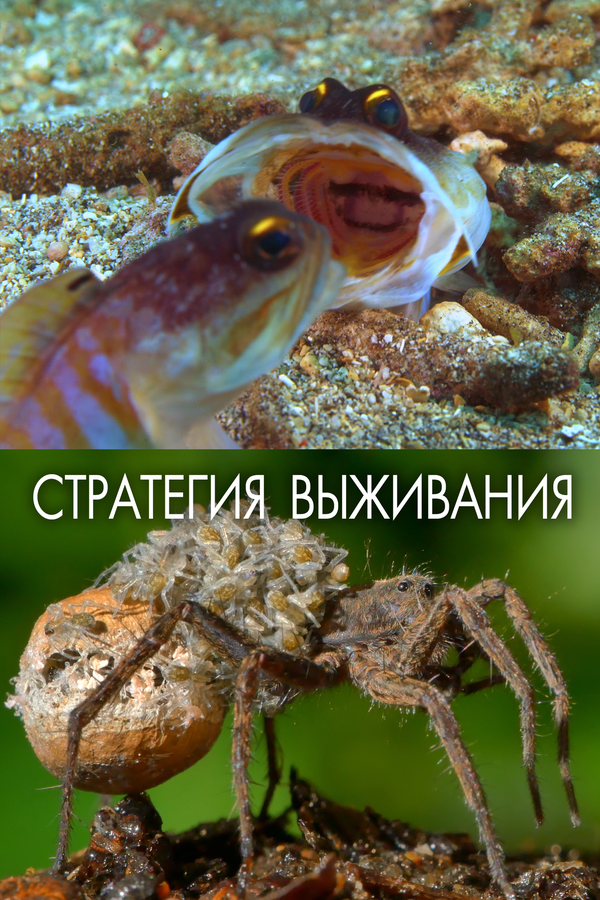 Постер: Стратегия выживания (2017)