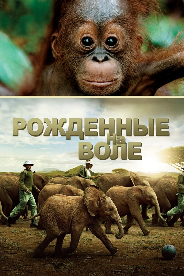 Постер: Рожденные на воле (2011)