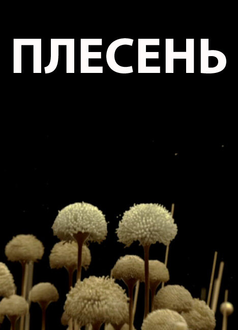 Постер: Плесень (2009)