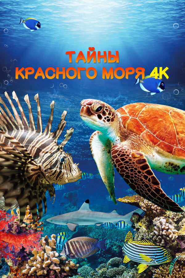 Постер: Тайны Красного моря (2016)