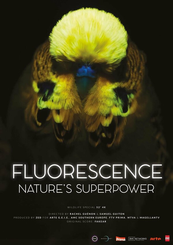 Постер: Fluorescence: Nature's Superpower (2025)