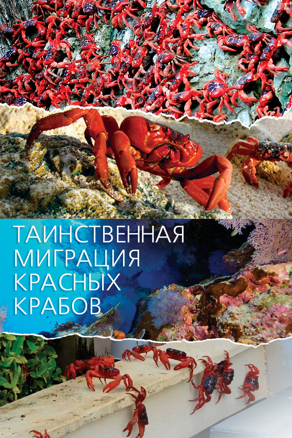 Постер: Таинственная миграция красных крабов (2020)