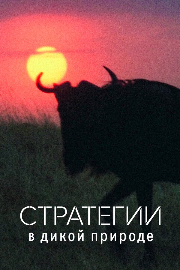 Постер: Стратегии в дикой природе (2022)