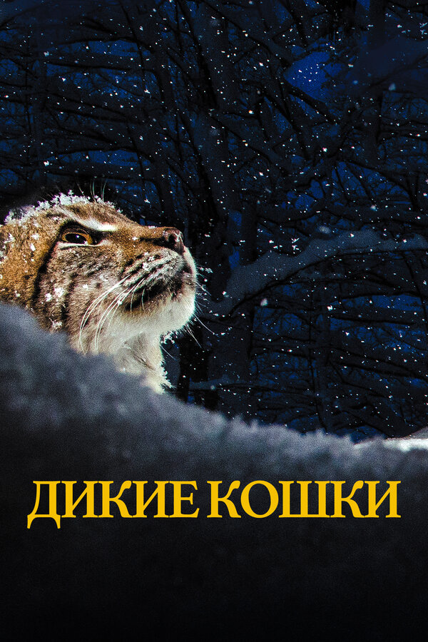 Постер: Дикие кошки (2021)