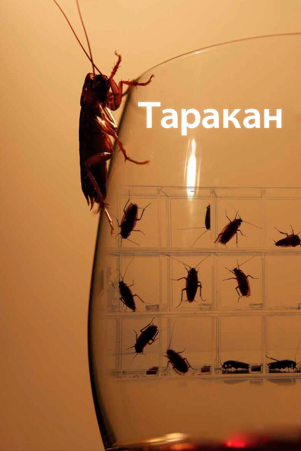 Постер: Таракан (2010)
