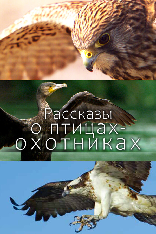 Постер: Рассказы о птицах-охотниках (2011)