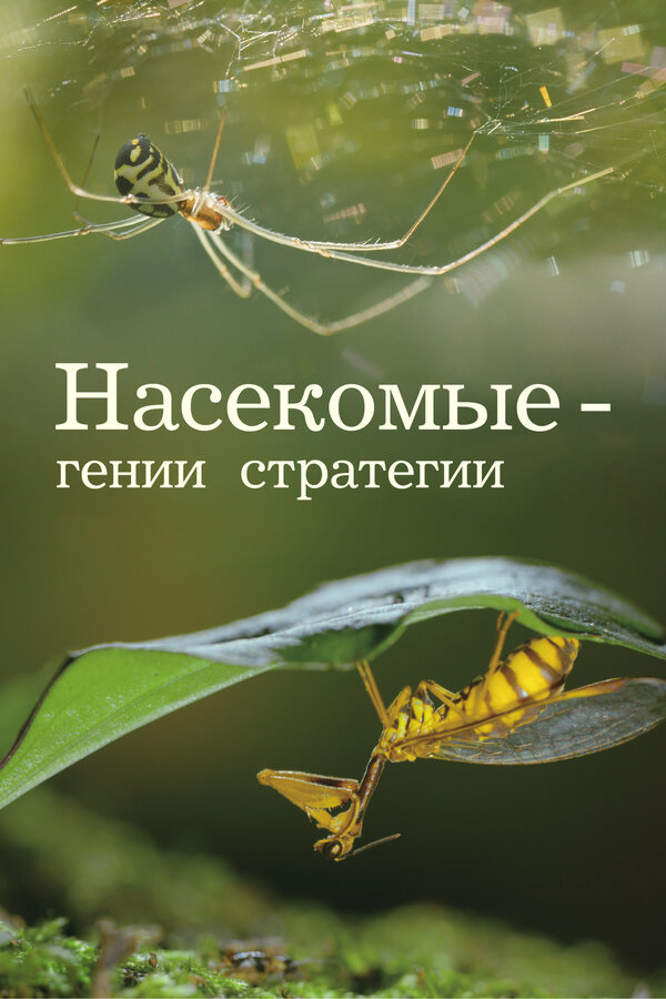 Постер: Насекомые — гении стратегии (2021)