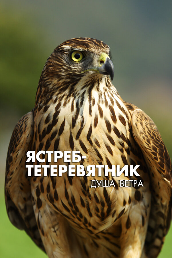Постер: Ястреб-тетеревятник. Душа ветра (2009)