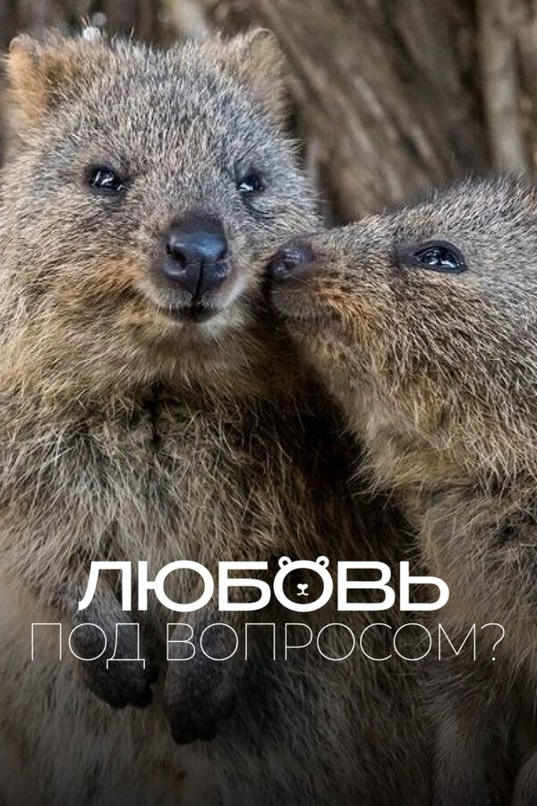 Постер: Любовь под вопросом? (2020)
